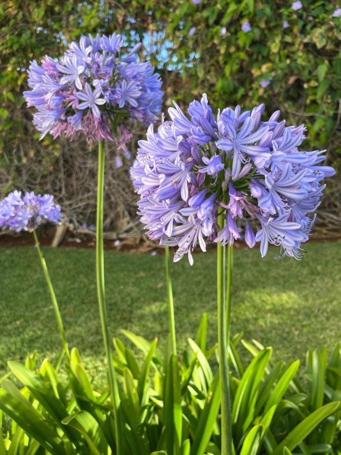 Dream Garden Leilighet Santa Cruz de Tenerife Eksteriør bilde